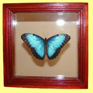Фотоий: надувательство картины и чертежи MARIPOSA MORPHO