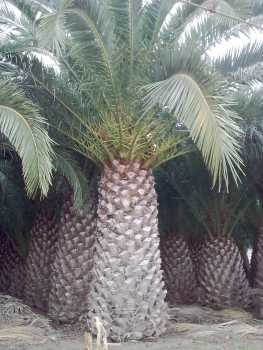 Фотоий: надувательство садовничать PALMERA - WASHINGTONIA