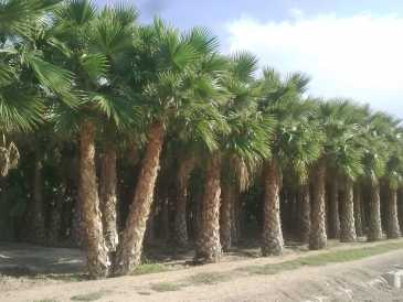 Фотоий: надувательство садовничать PALMERA - WASHINGTONIA