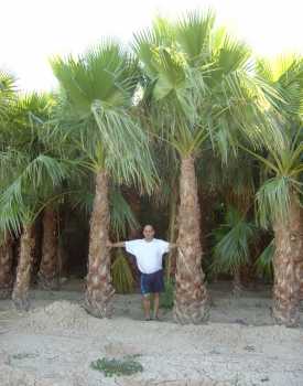 Фотоий: надувательство садовничать PALMERA WASHINGTONIA - PALMERA WASHINGTONIA