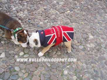Фотоий: надувательство одежда BULLOPHILOSOPHY - REALZZAZIONE SARTORIALE