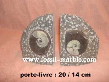 Фотоий: надувательство украшение BOOKENDS FOSSILS AND FOSSILIZED MARBLE RISSANI - BOOKENDS FOSSILS AND FOSSILIZED MARBLE ERFOUD
