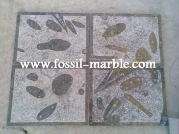 Фотоий: надувательство украшение SLAB FOSSILS - SLAB FOSSILS ERFOUD RISSANI