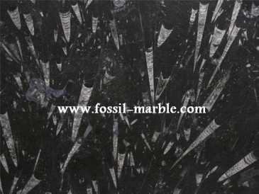 Фотоий: надувательство украшение SLAB FOSSILS MOROCCO - SLAB FOSSILS ERFOUD RISSANI