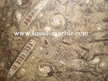 Фотоий: надувательство украшение BROWN SLAB FOSSILS - BROWN SLAB FOSSILS MOROCCO