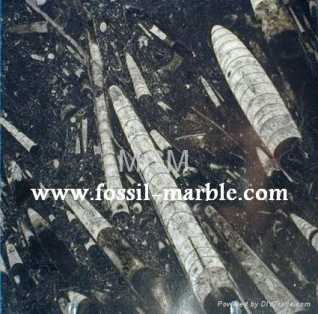 Фотоий: надувательство украшение BLACK SLAB FROM FOSSILIZED MARBLE MOROCCO - BLACK SLAB FOSSILIZED MARBLE MOROCCO