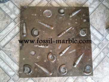 Фотоий: надувательство украшение SLAB FOSSILIZED MARBLE MOROCCO - SLAB FOSSILIZED MARBLE MOROCCO