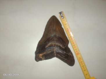 Фотоий: надувательство раковины, ископаемые и камни DENT DE MEGALODON