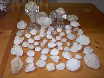 Фотоий: надувательство раковины, ископаемые и камни COQUILLAGES,FOSSILES,PIERRES