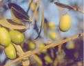 Фотоий: надувательство другие VENDO OLIO EXTRAVERGINE PUGLIESE