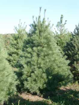 Фотоий: предлагает оптовая продажа JASON'S NURSERY AND LANDSCAPING - KANSAS