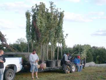 Фотоий: предлагает оптовая продажа JASON'S NURSERY AND LANDSCAPING - INDIANA