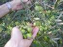 Фотоий: надувательство другие AZ. AGRICOLA ROSA CICCO